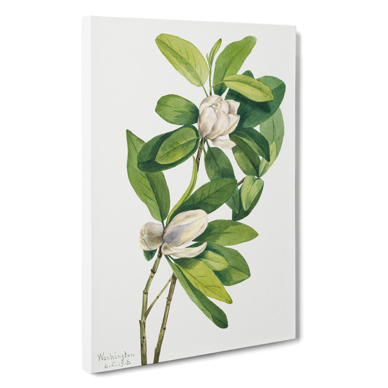 Swamp Magnolia by Mary Vaux Walcott - Wrapped Canvas, 50cm H x 35cm W x 3cm D