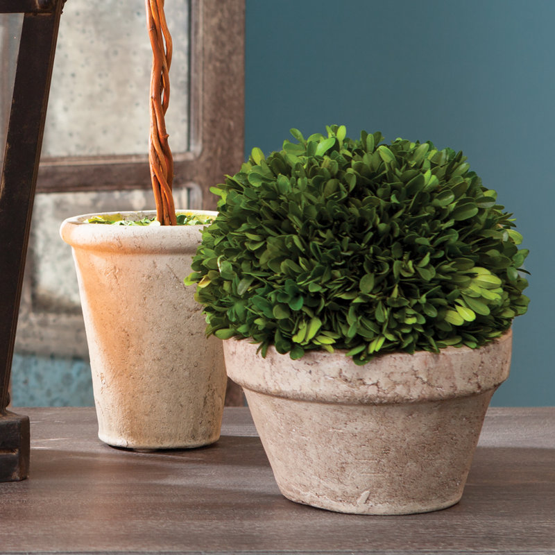 Boxwood Topiary in Ceramic Pot, 8'' H X 7'' W X 7'' D