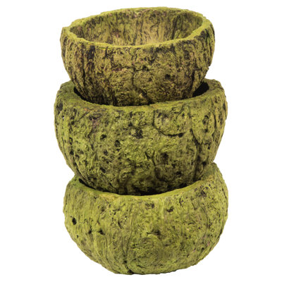 Noix de coco maya entièrement naturelle, séchée