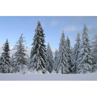 Dewald Spruce Trees - Wrapped Canvas Print
