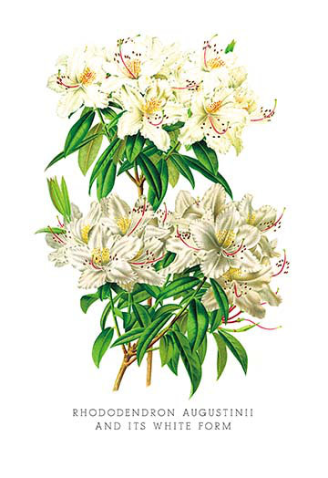 Rhododendron Augustinii and Its White Form by H.G. Moon Painting Print