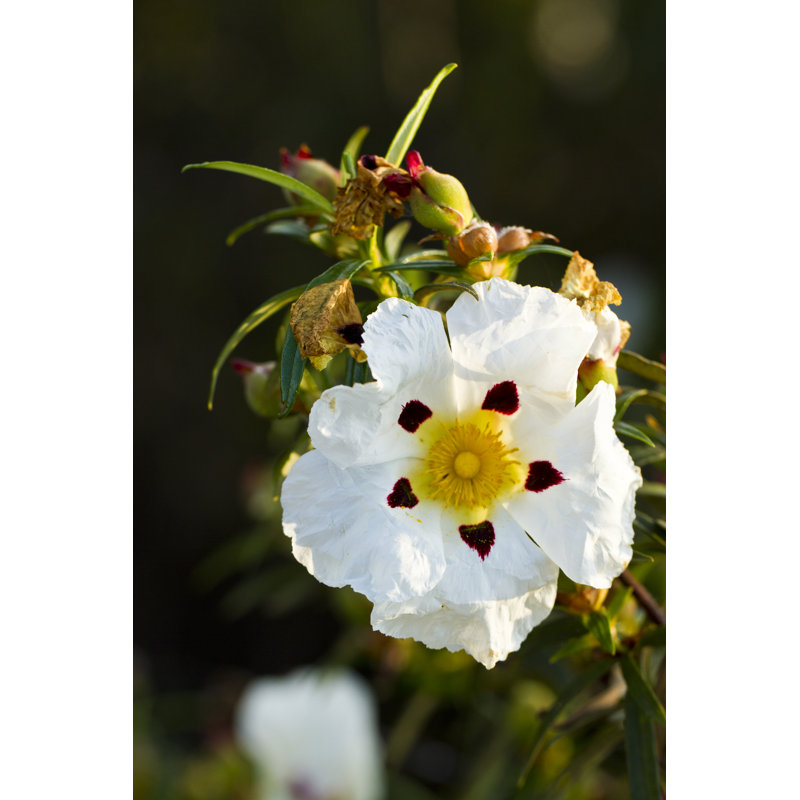 Lilyane Closeup Of Beautiful Cistus - Wrapped Canvas Print, 46cm H x 30cm W x 3.8cm D