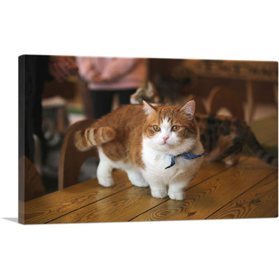 Chat Munchkin - reproduction de photo sur toile tendue