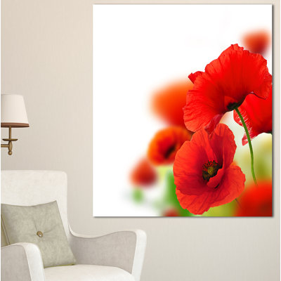 " Fantastic Poppy Flowers On White "