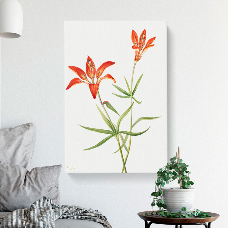 Lily by Mary Vaux Walcott - Wrapped Canvas, 76cm H x 50cm W x 3cm D