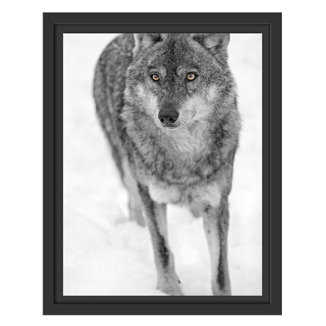 Gerahmtes Wandbild Wolf in Schneelandschaft