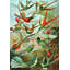 Trochilidae by Ernst Haeckel - Wrapped Canvas Art Prints-1490396227