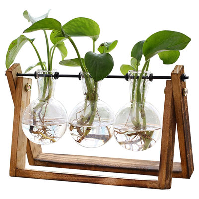 Plante terrarium avec support en bois