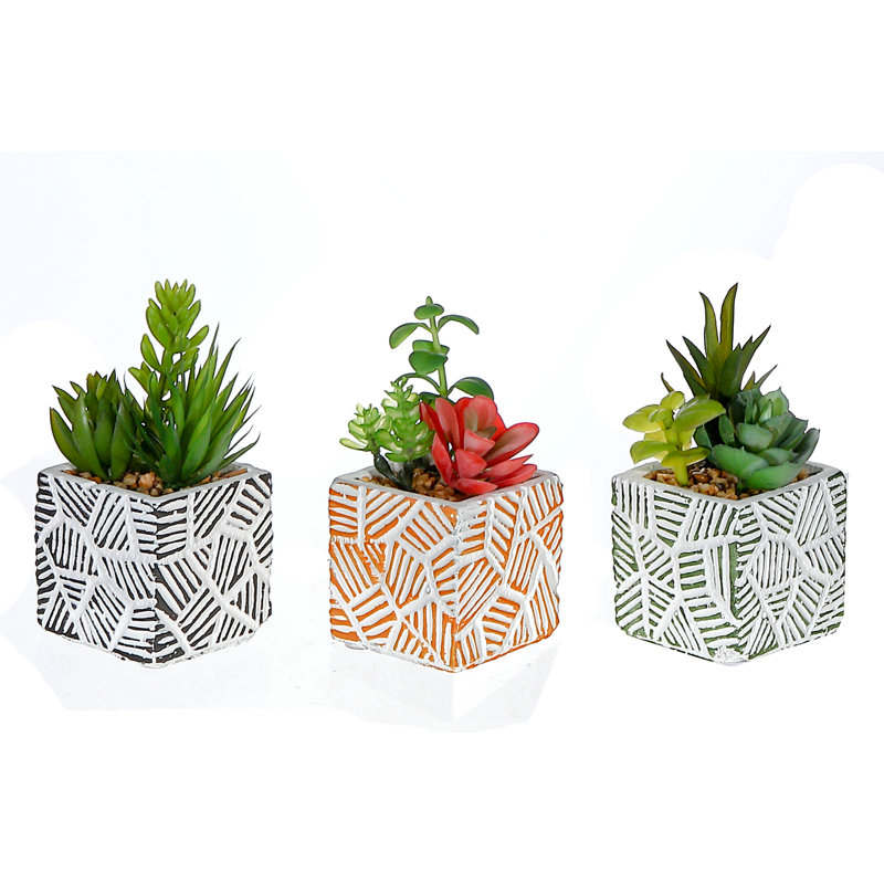 Arrangement floral de plantes succulentes en pot