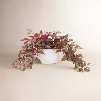 Karas Tradescantia Plant in Vase