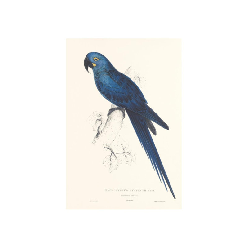 Hyacinthine Parakeet Print by Edward Lear, Glass Coat, 44" H x 30" W