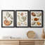Collection de coquillages I - ensemble de 3 cadres photo sur toile-2017753909-2017753910