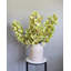 Vert cymbidium orchidée 41,5 po