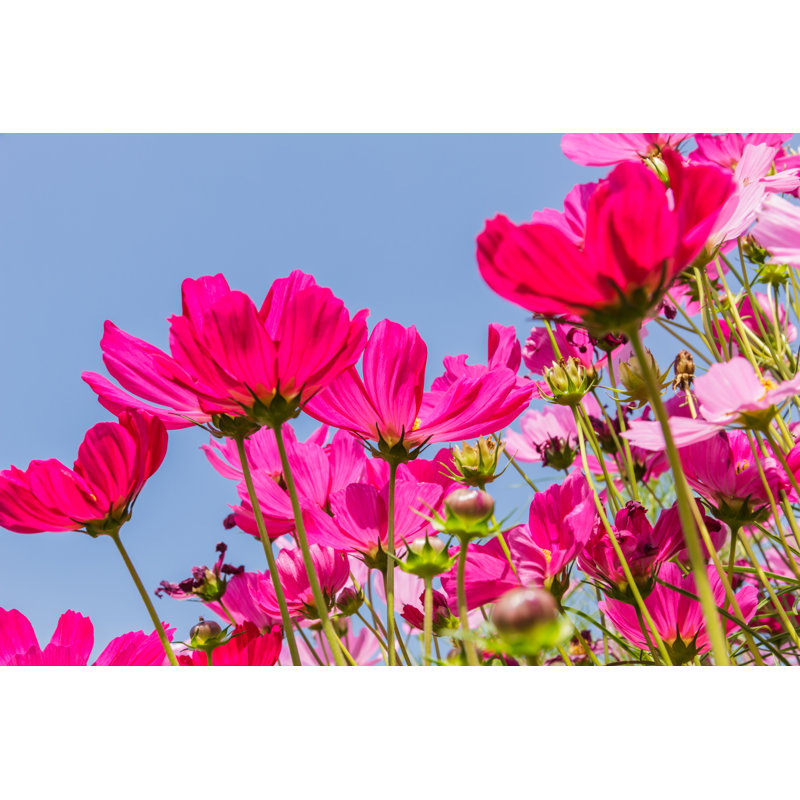 Beautiful Flowers Cosmos by Kaewphoto - Wrapped Canvas Print, 81cm H x 122cm W