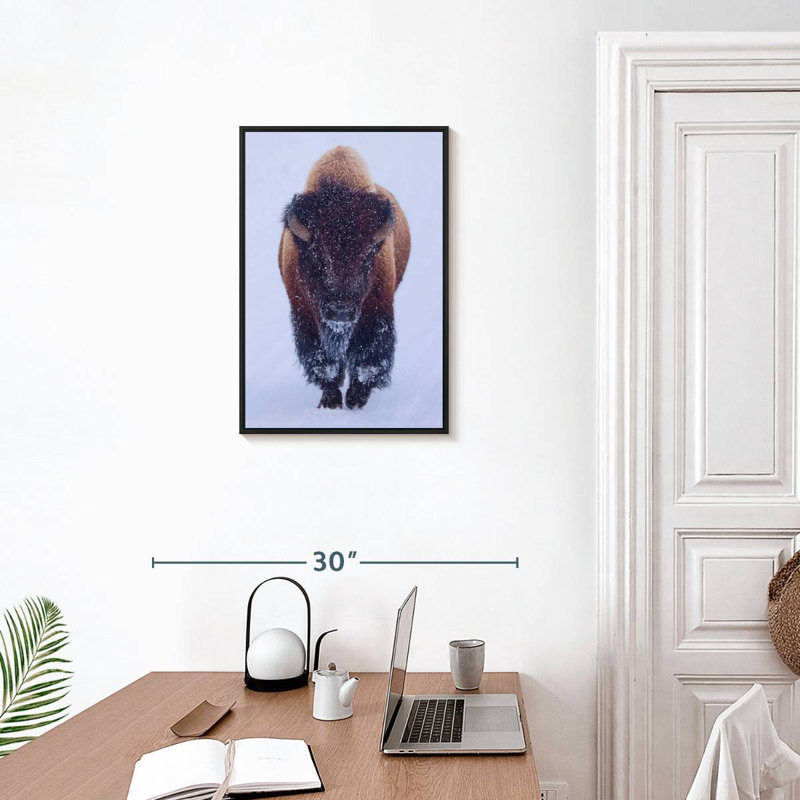 Bison dans la neige, 17 po x 25 po, Cadre flottant noir