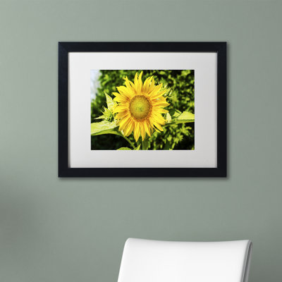 « juste un tournesol », reproduction de photo encadrée