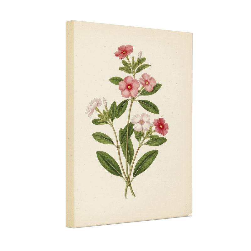 Plantes et fleurs floral botanique rose blanc feuilles vertes