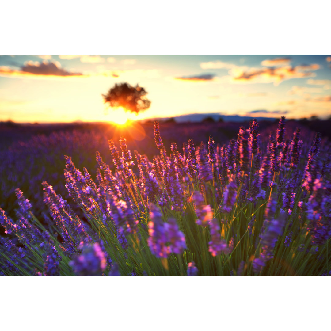 Lavendel in der Provence bei Sonnenuntergang