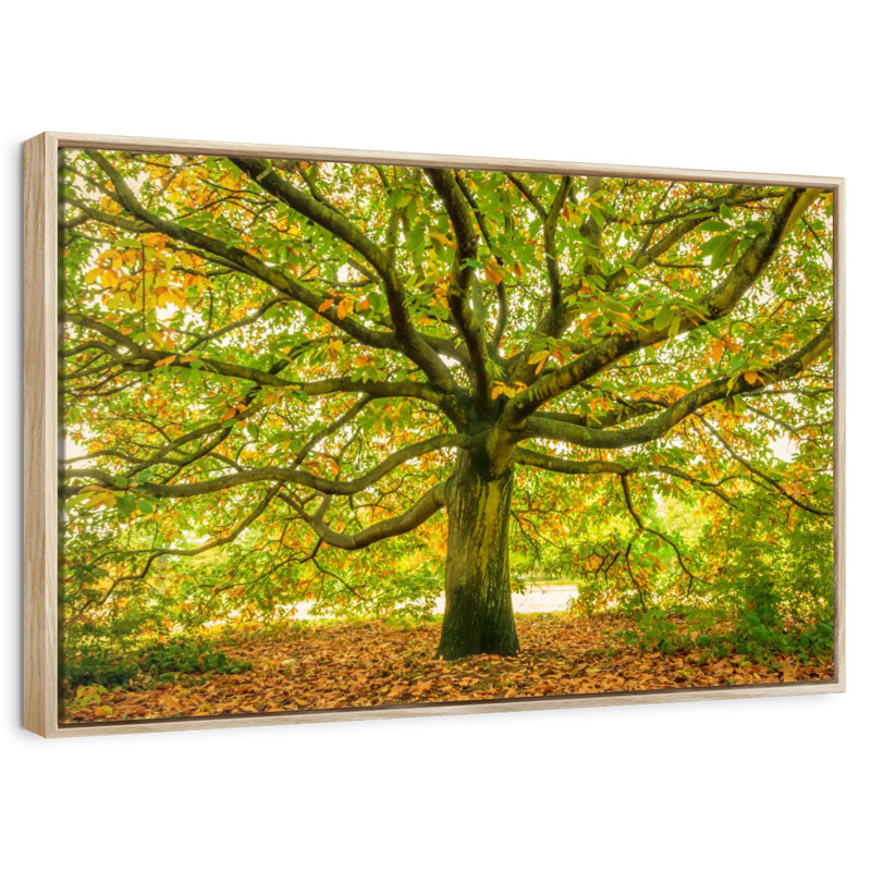 Chêne de Londres, Cadre flottant en bois naturel, 46 po x 31 po