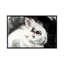 White Rabbit 1 Piece Floater Frame Wall Art on Canvas