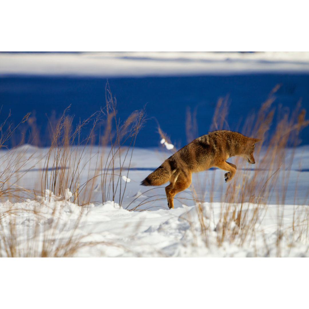 Pouncing Coyote von Nicklustphotography - Kunstdrucke auf Leinwand