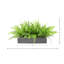 Outdoor UV Rated Ferns Arranged in Fiberstone Planter-1058090902-1065045423