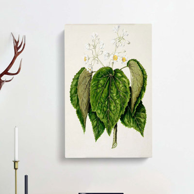 Whau Cork Tree Flowers by Sarah Featon - Wrapped Canvas