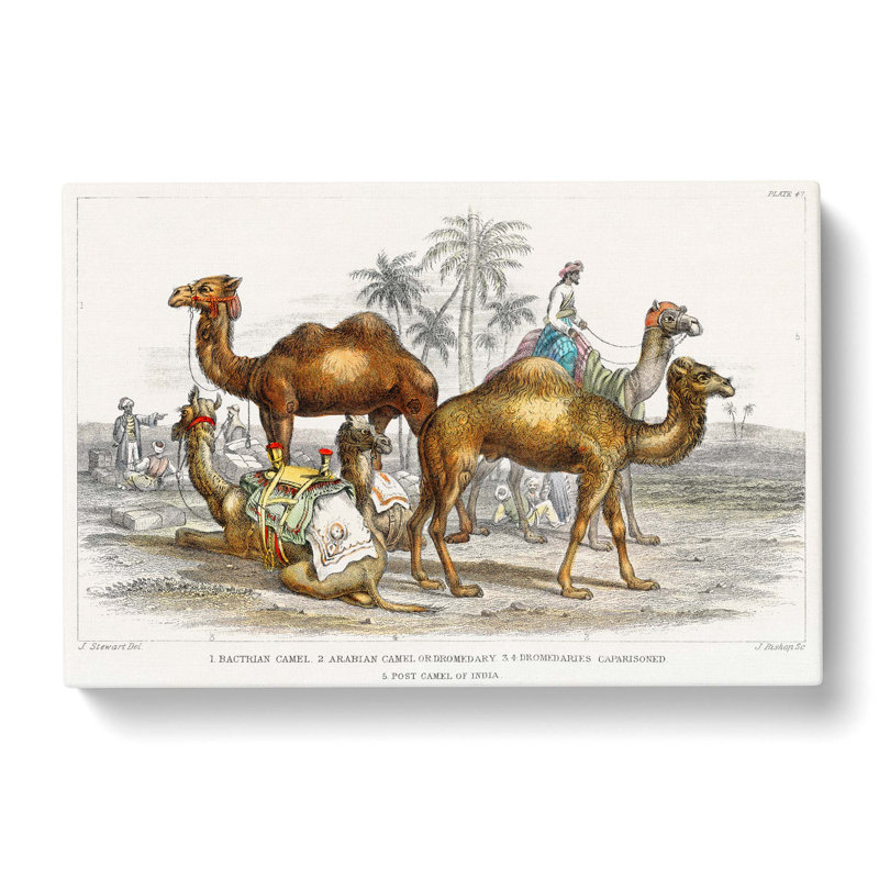 Camels by Oliver Goldsmith - Wrapped Canvas Painting, 35cm H x 50cm W x 3cm D