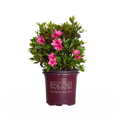 1 Gallon Autumn Empress Encore Azalea - Reblooming Azalea Shrub with Pink Flowers