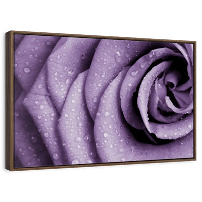 Dews On Violet Rose