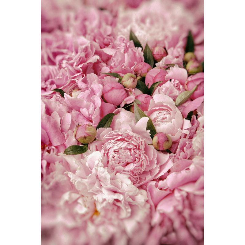 Pink Peonies - Wrapped Canvas Print, 46cm H x 30cm W x 3.8cm D
