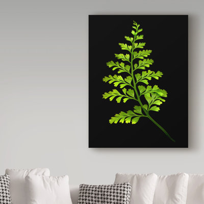Dosta «Fern 4», impression sur toile tendue