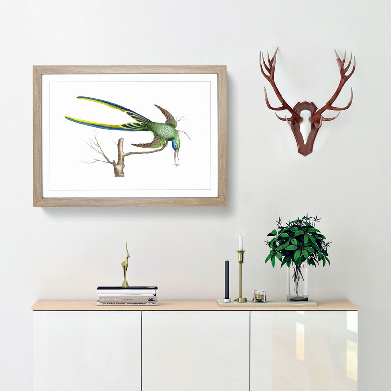 Fork-Tailed Hummingbird by George Shaw - Picture Frame Painting Print, 36cm H x 48cm W x 2cm D, Oak Framed