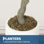 183cm Plant