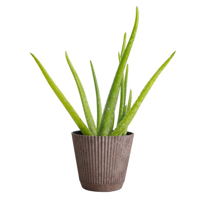 Thorsen's Greenhouse Live Aloe Vera Plant in Ruffle Pot, 4-inch Diameter