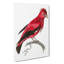 Crimson Roller Bird by George Shaw - Wrapped Canvas Painting-55304271