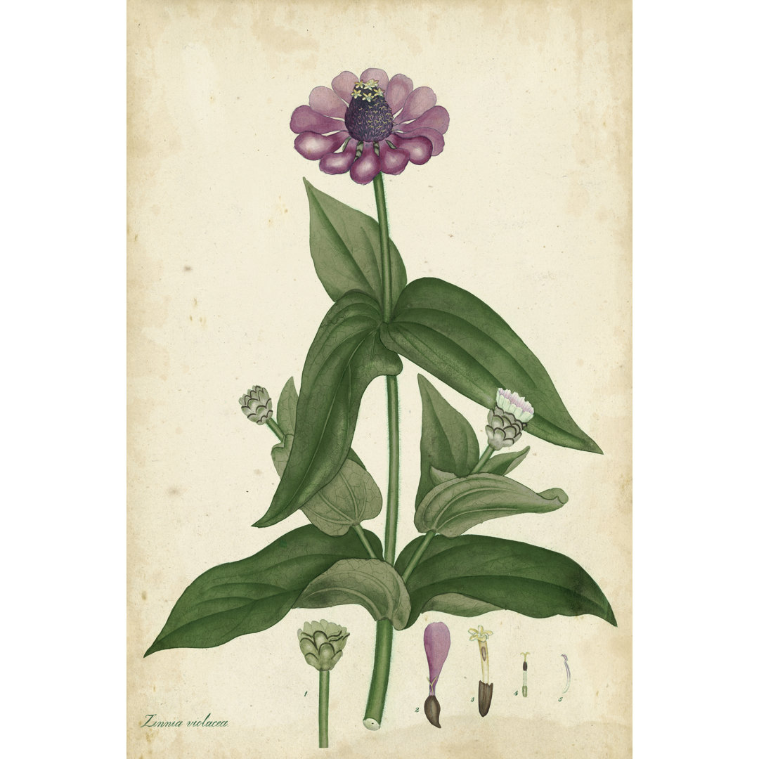 Leinwandbild Antique Zinnia von Henry Andrews