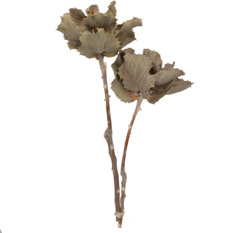 14'' Plant