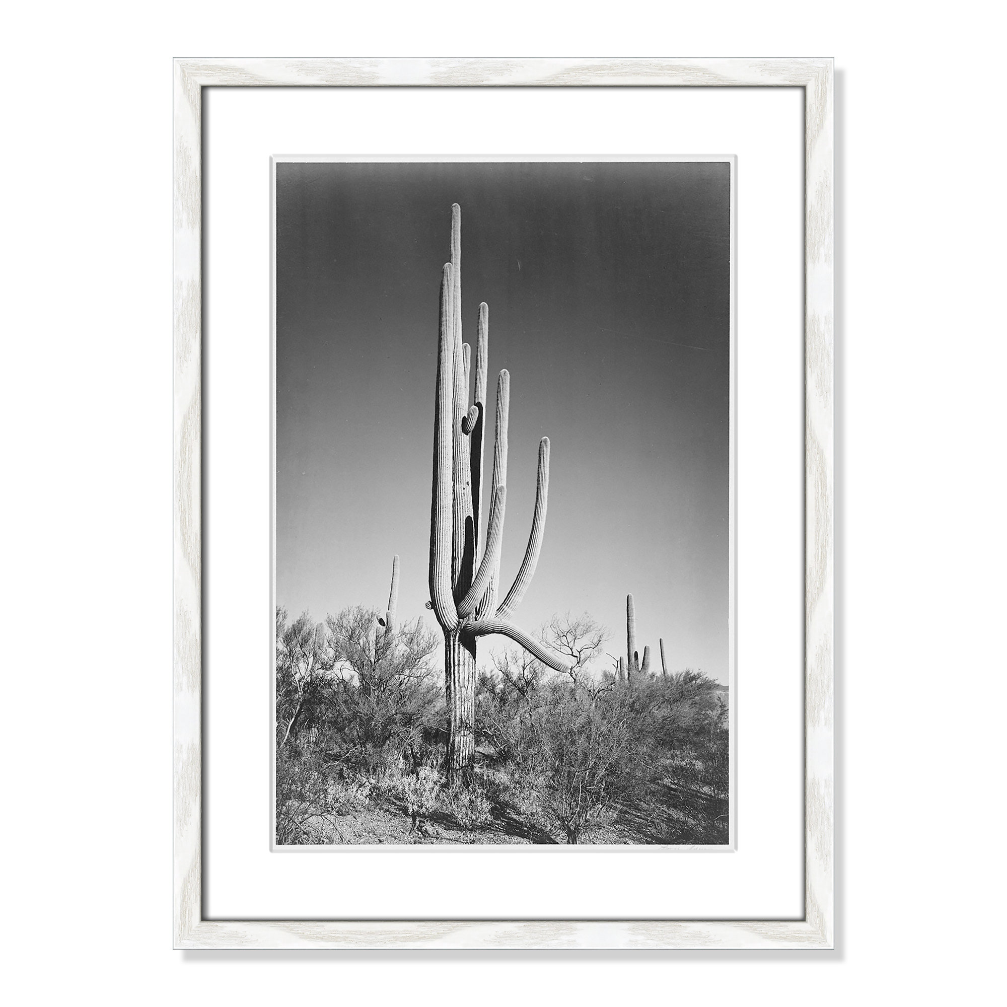 Cactus In Saguaro National Monument In Arizona by Ansel Adams, 23" H x 17" W x 0.75" D, White