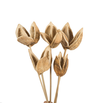 Sora Pod attached to a Wood Stem, Dried 16" Sora Pod attached to a Wood Stem, Dried