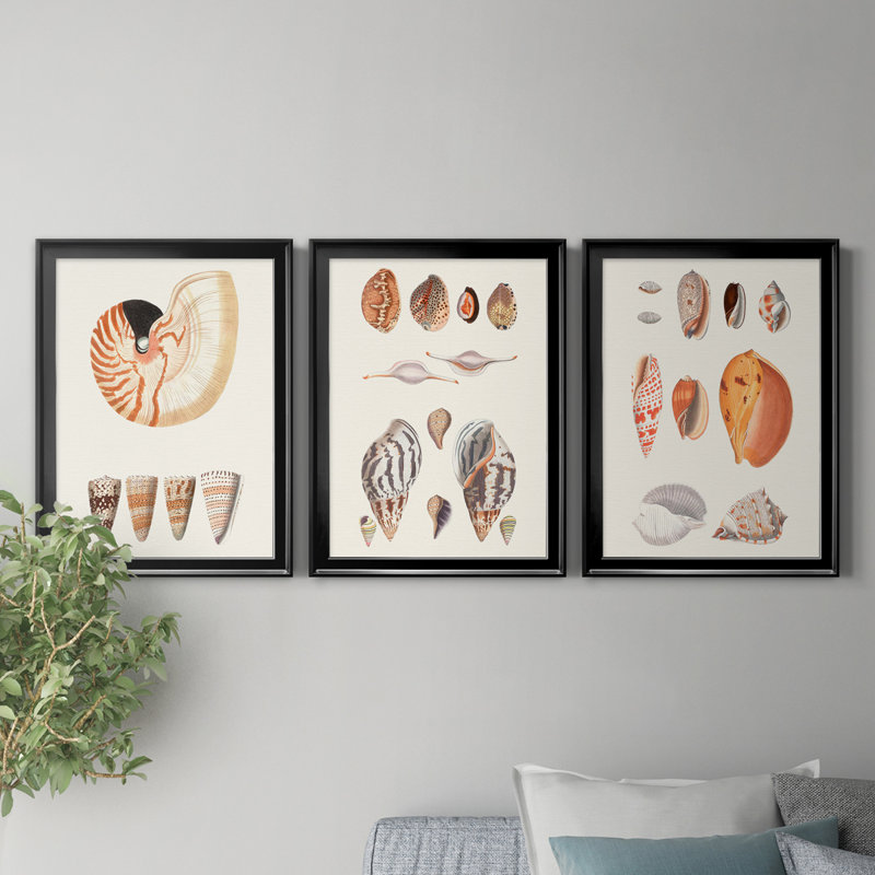 Collection de coquillages I - ensemble de 3 peintures sur toile encadrées, H 18,5 po x l 73,5 po x P 1,5 po, Cadre noir