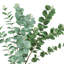Eucalyptus artificiel Natural Touch
