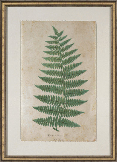 Celadon Fern IV Print