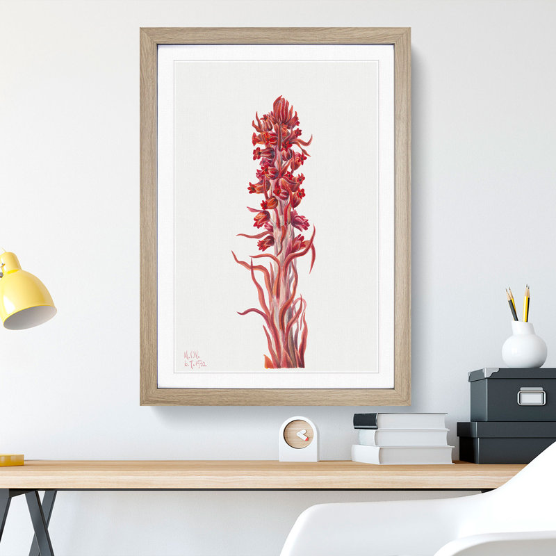 Snow Plant by Mary Vaux Walcott - Picture Frame Painting, 36cm H x 27cm W x 2cm D, Oak Framed