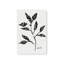 «Black and White Botanicals V»