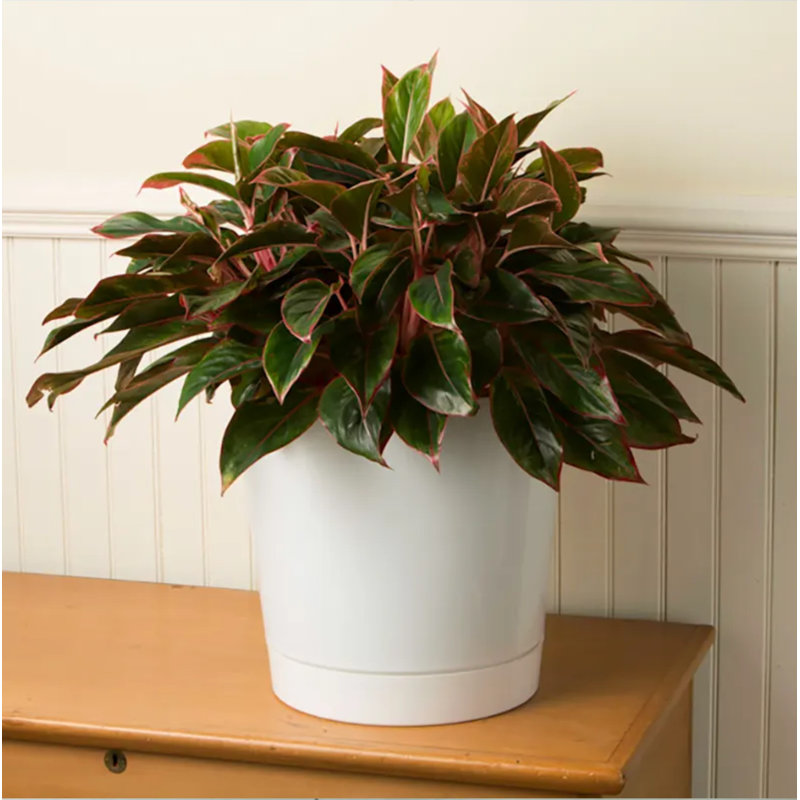 Karstin Pot Planter, 6" H x 6" W x 6" D