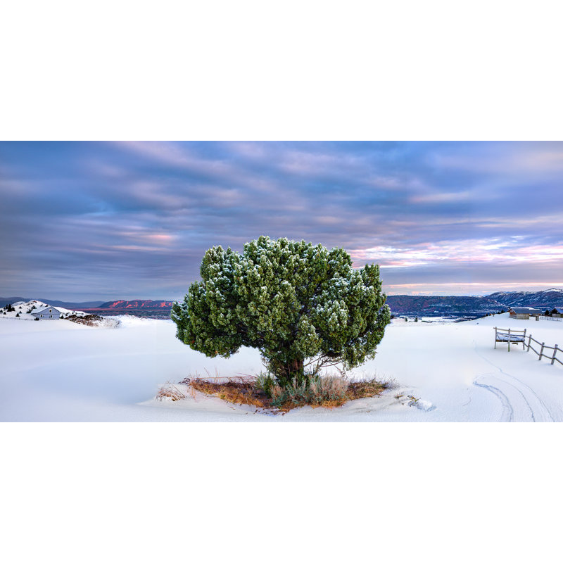 Art mural sur toile Lone Tree After Snow, 27,5 po x 55 po