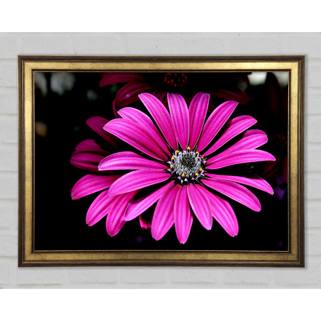 Cerise Daisy Petals - Druck