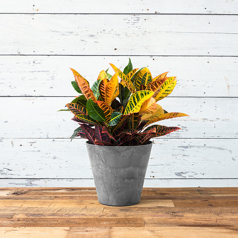 Carrero Pot Planter, Gray, 11.5" H x 12.5" W x 12.5" D