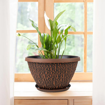 real money tree Huge Money Tree – Pafe Plants main image 0